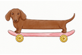 Wiener Dog on a Skateboard